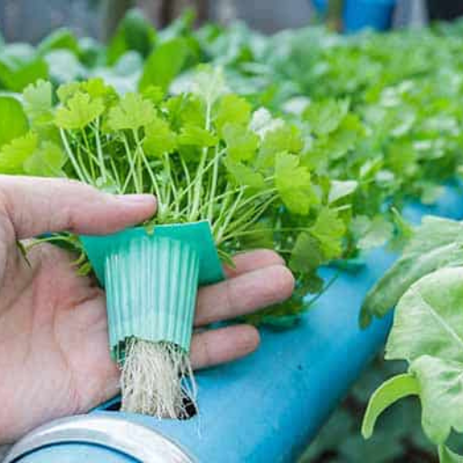 How to Manage Pests and Diseases in an Organic Hydroponic Garden?