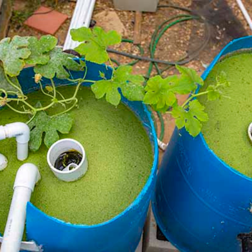 What Are the Benefits of Organic Hydroponic Fertilizers?