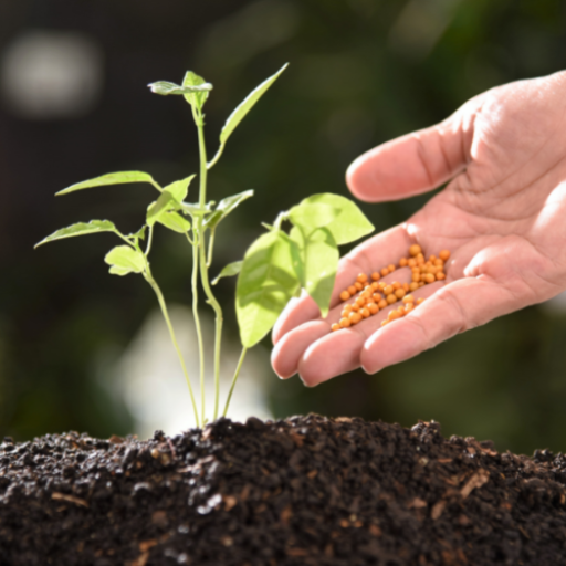 organic vs inorganic fertilizer
