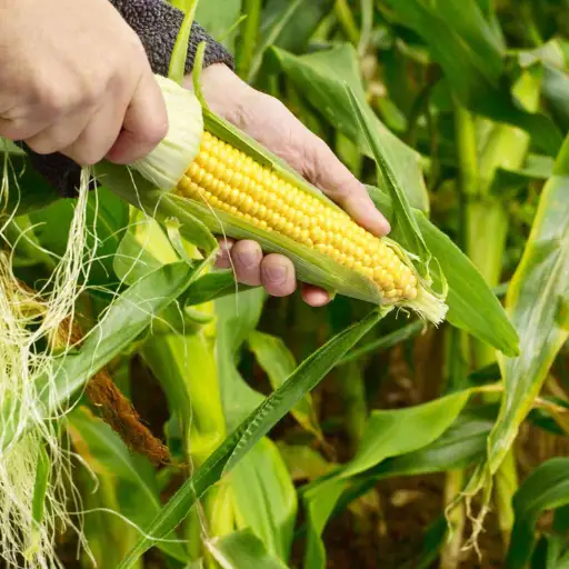 What is the Best Fertilizer for Corn?