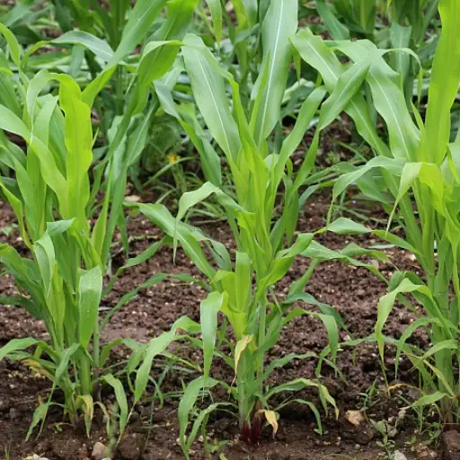 best organic fertilizer for corn
