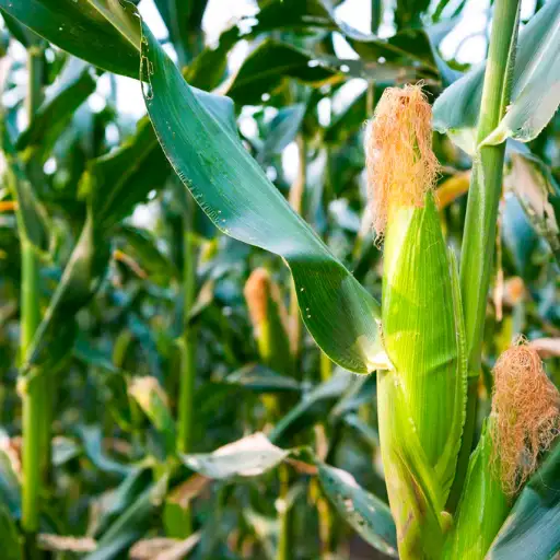 What Organic Fertilizers are Best for Sweet Corn?