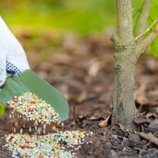 what is the best fertilizer for trees