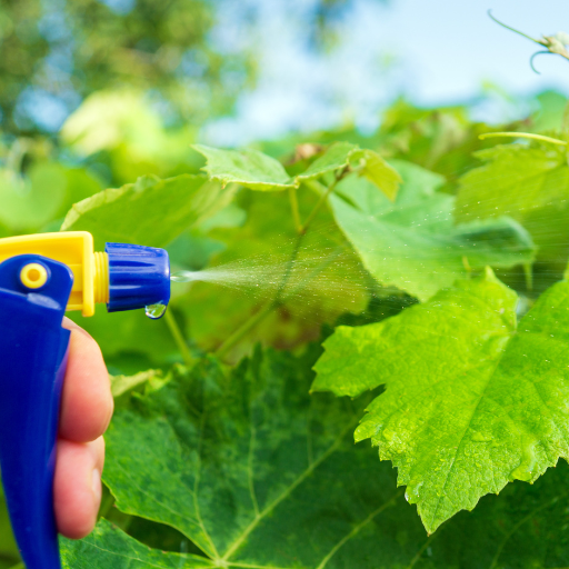 is epsom salt good for squash plants