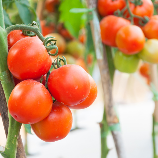 do tomato plants like epsom salt