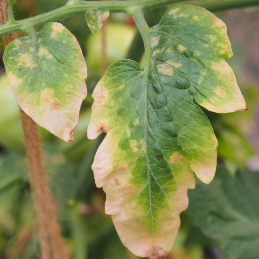 epsom salt on tomato and pepper plants