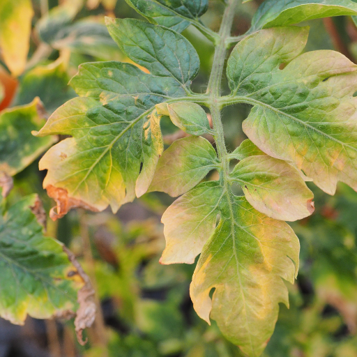 epsom salt on tomato plants