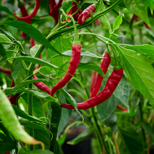 epsom salt for pepper plants