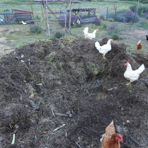 What is Chicken Manure and Why is it Beneficial?