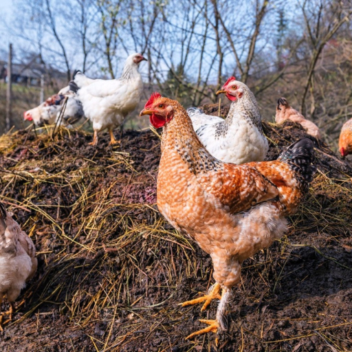 How to Apply Chicken Manure to Your Garden?