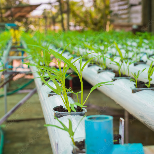 What is Organic Fertilizer and How Does it Work in Hydroponic Systems?