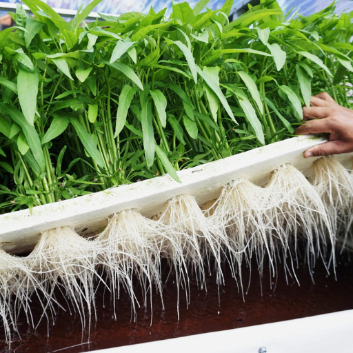 What are the Pros and Cons of Using Organic Hydroponic Systems?