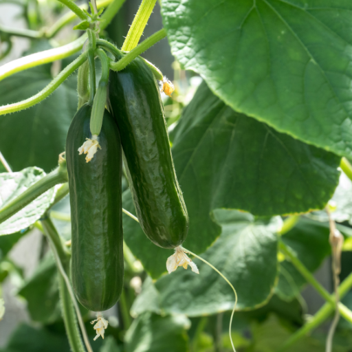 is epsom salt good for zucchini plants