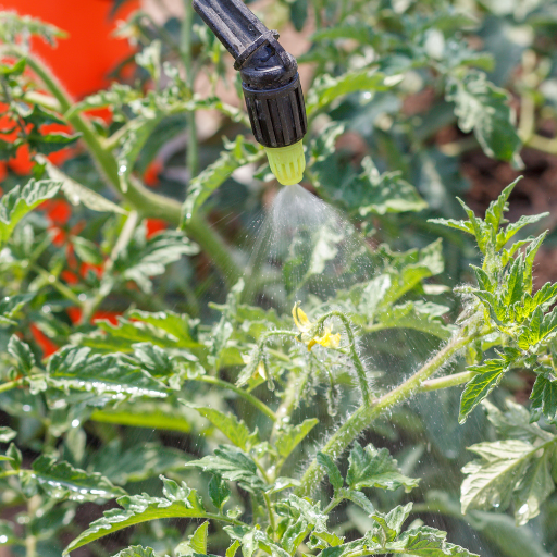 add epsom salt to tomato plants