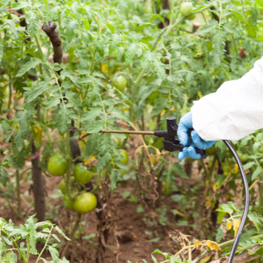 does epsom salt help tomato plants grow