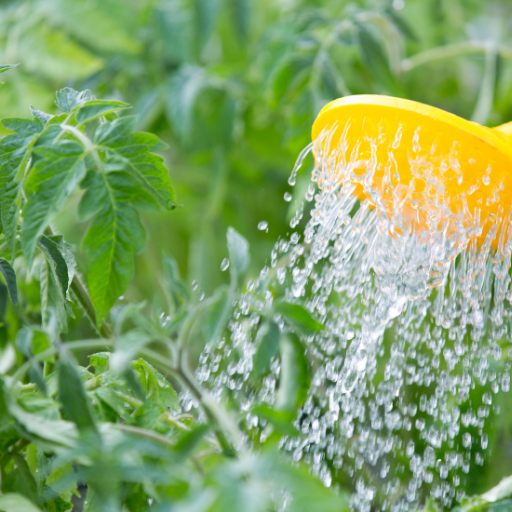 add epsom salt to plants