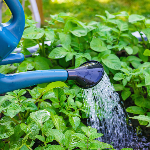 can you put epsom salt on tomato plants