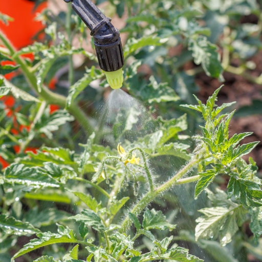 will epsom salt help tomato plants