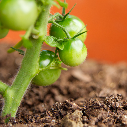 add epsom salt to tomato plants