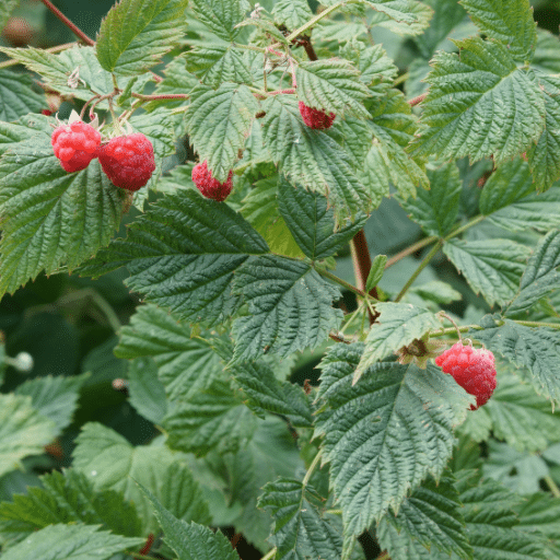 Is Chicken Manure Good Fertilizer for Strawberry and Raspberry Plants?