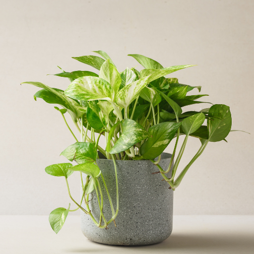 how to use epsom salt for indoor plants