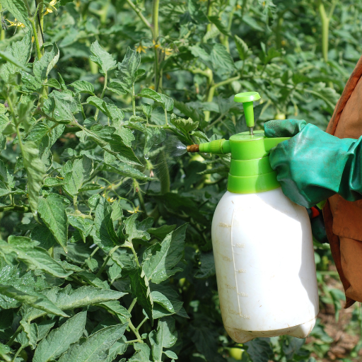 how often should i put epsom salt on my tomato plants?