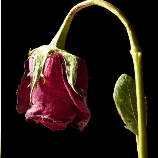 what happens if you put too much epsom salt on plants