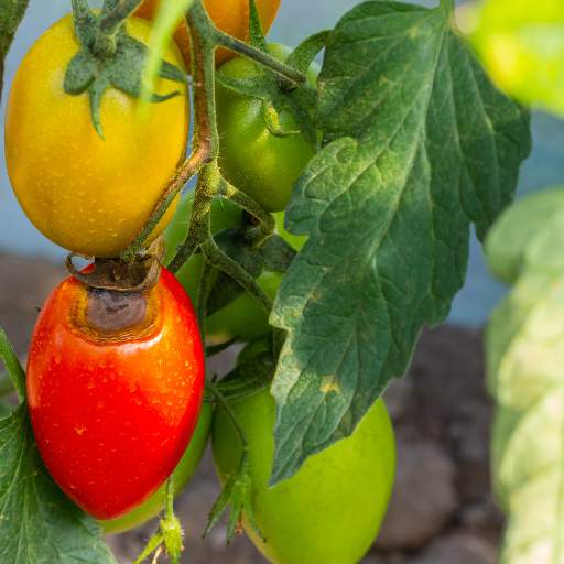 epsom salt to tomato plants