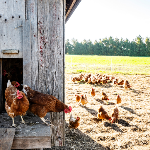 organic fertilizer production from chicken manure