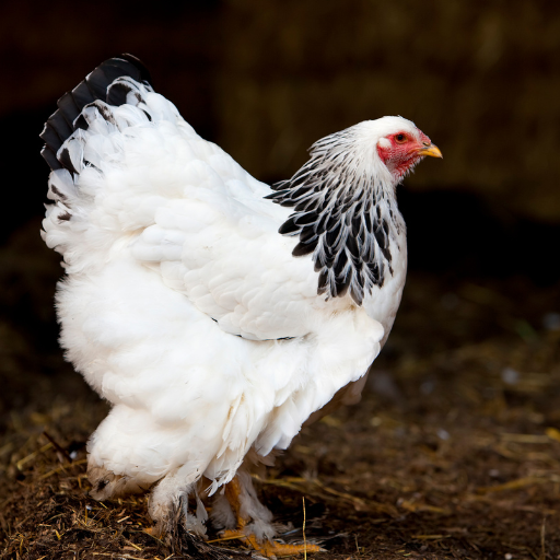 chicken manure as organic fertilizer