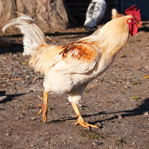 chicken manure as organic fertilizer