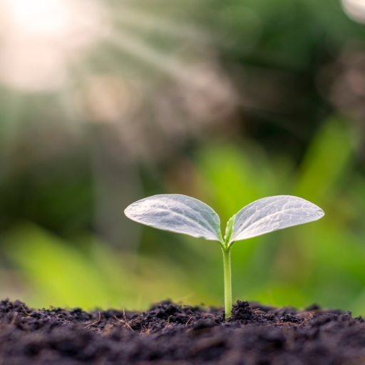 organic fertilizer made from chicken manure