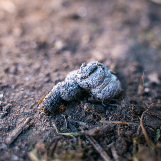 organic fertilizer made from chicken manure