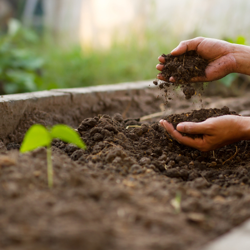 organic fertilizer chicken manure