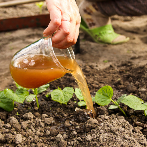 organic fertilizer chicken manure tea