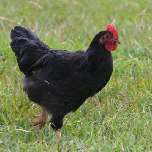 black hen organic chicken manure fertilizer