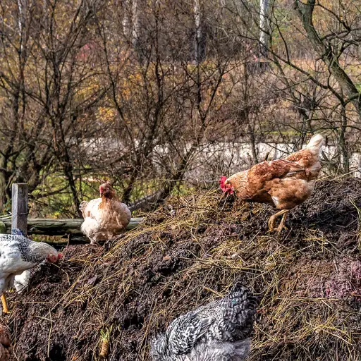 how to make organic fertilizer using chicken manure