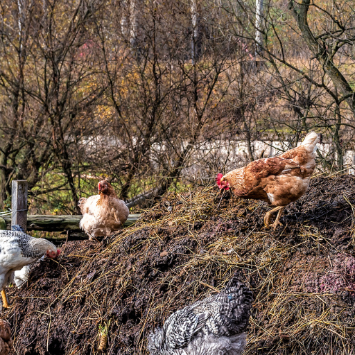 organic fertilizer production from chicken manure