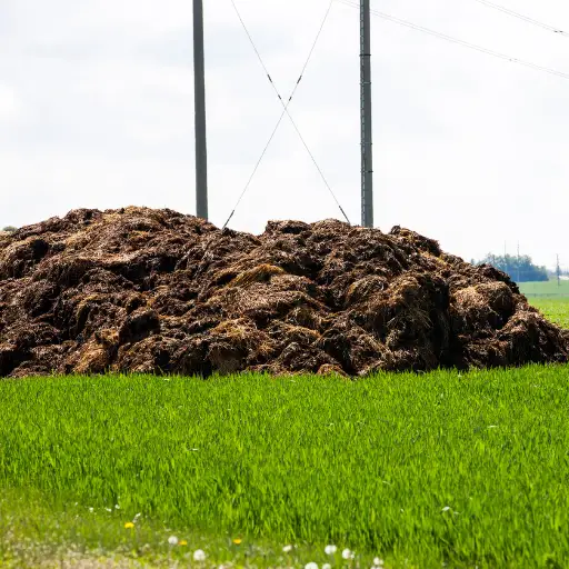 how to make organic fertilizer using chicken manure