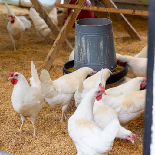 organic fertilizer using chicken manure