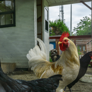 View of Guide to Organic Chicken Manure Fertilizer: A Comprehensive Look at ...