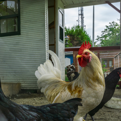 organic fertilizer made from chicken manure