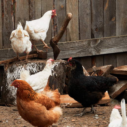 using organic chicken manure to fertilize strawberries and rasberries