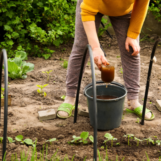 Boost Your Garden with Organic Chicken Manure Tea: A Step-by-Step Guide