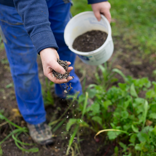 organic fertilizer chicken manure