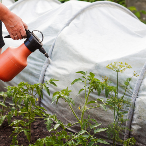 how often to put epsom salt on plants