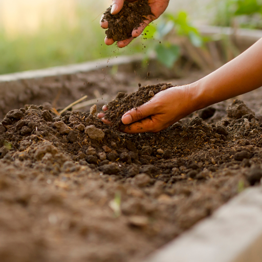 how do you apply epsom salt to plants