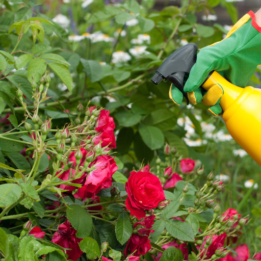 how much epsom salt should i put on my plants