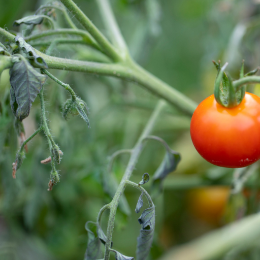 putting epsom salt on tomato plants