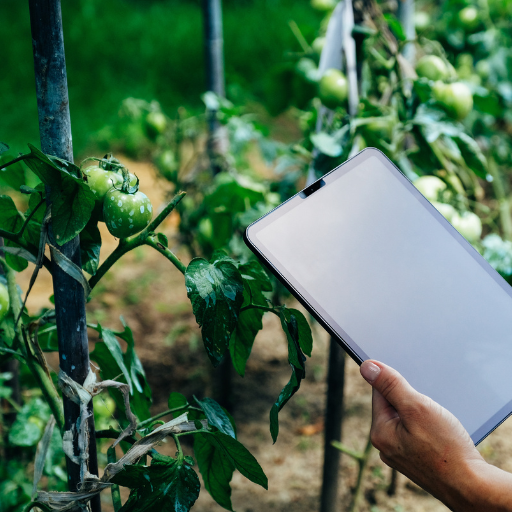 tomato plants and epsom salt